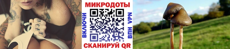 Галлюциногенные грибы Psilocybine cubensis  Краснозаводск 